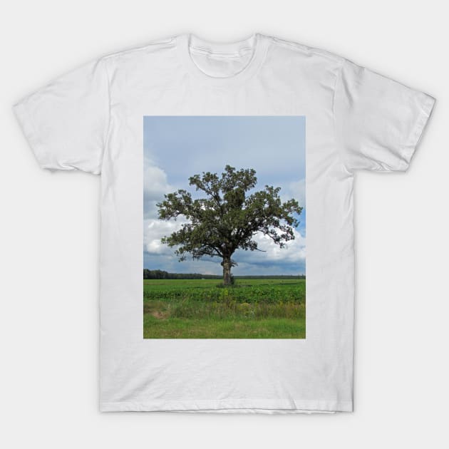 Single Tree In The Wide Open Fields T-Shirt by Cynthia48